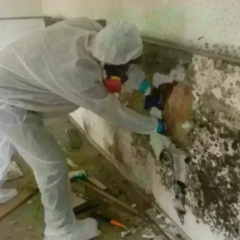 Mold Remediation and Removal in Winton, CA